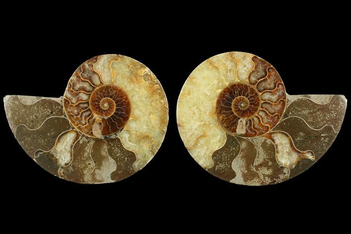 Bargain, Agatized Ammonite Fossil - Madagascar #111522